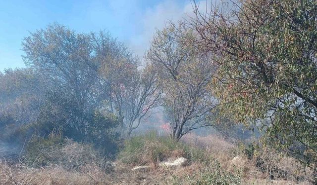 İtfaiyeciden yangının içinde kalan kaplumbağaya can suyu