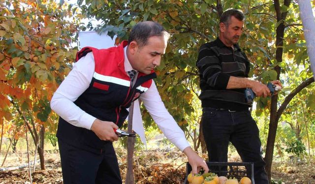 Denemek için bahçesine cennet hurması ekti, geçimini bununla sağlamaya başladı