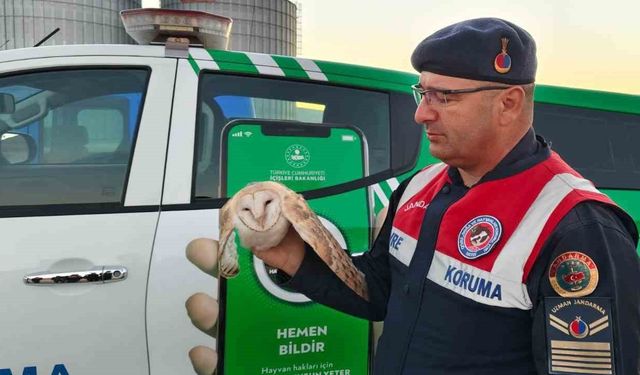 Doğada bulunan peçeli baykuşun tedavisi yapılacak