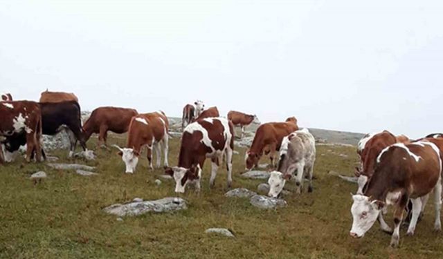 Hayvan hırsızları, jandarmanın takibiyle yakalandı