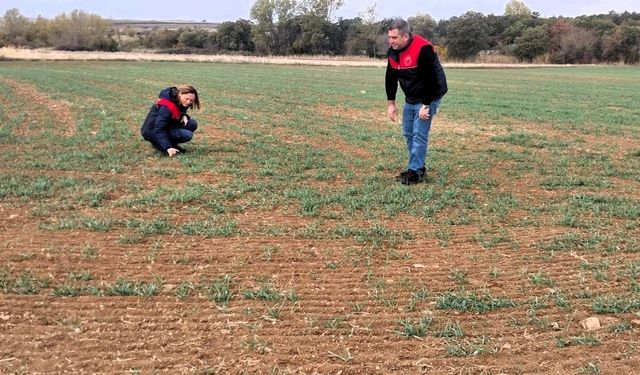 Kırklareli’nde buğday ve kanola gelişimi inceleniyor