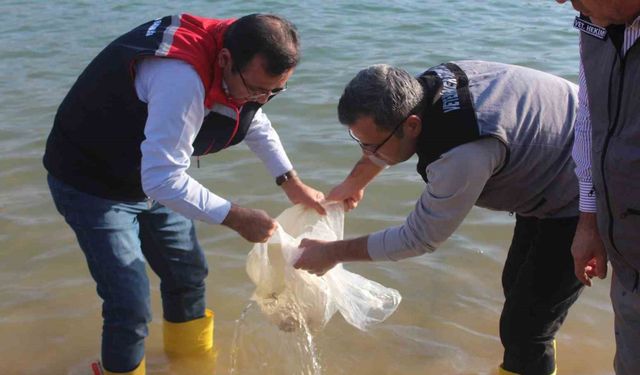 Siirt’te 2 milyon balık yavrusu baraj göllerine bırakıldı