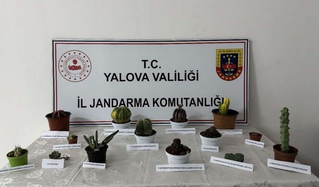 Yalova’da 60 bin lira değerindeki 14 kaktüsü çalan zanlı yakalandı