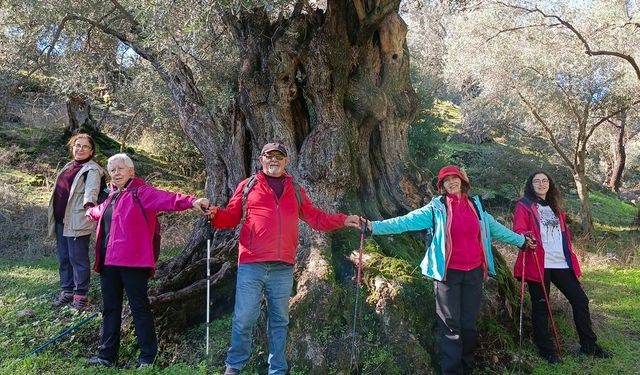 Aydınlı doğaseverler asırlık zeytin ağaçlarının koruma altına alınması istiyor