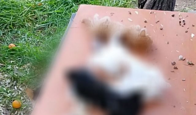 Gemlik’te yavru kediler katledildi