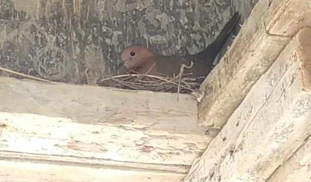 Kuş yuva yaptı, inşaat durdu