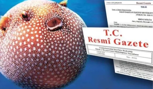 Balon Balığı avcılığı desteği artırıldı