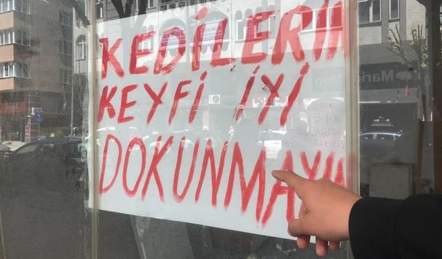 Boş dükkanda bulunan kediler ilginç bir tartışmaya yol açtı
