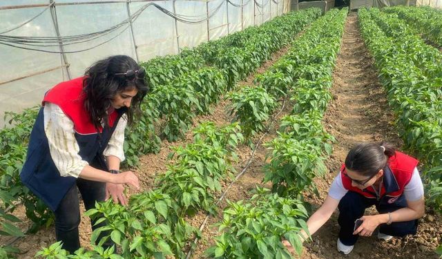 Düzce’de sebze üretimine destek
