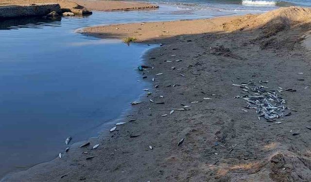 Manavgat’ta balık ölümleri alarm verdi, kimyasal kirlilik inceleniyor