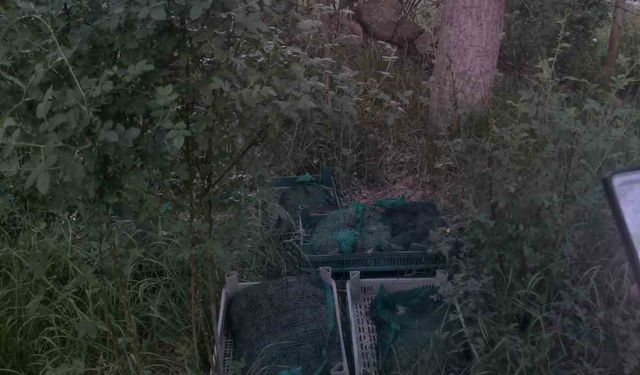 Niğde’de kurbağa kaçakçıları yakalandı: 133 kilo canlı kurbağa ele geçirildi