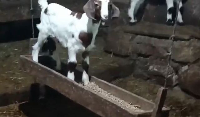 Oğlağın ahırda salıncak keyfi kamerada