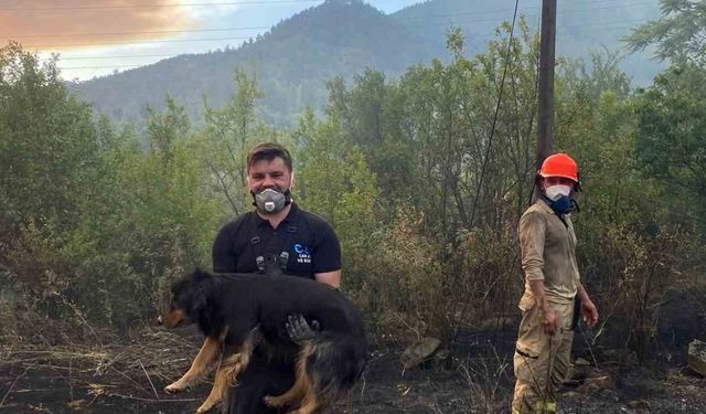 Orman yangınında alevlerin ortasındaki köpeği kurtaran görevli takdir topladı