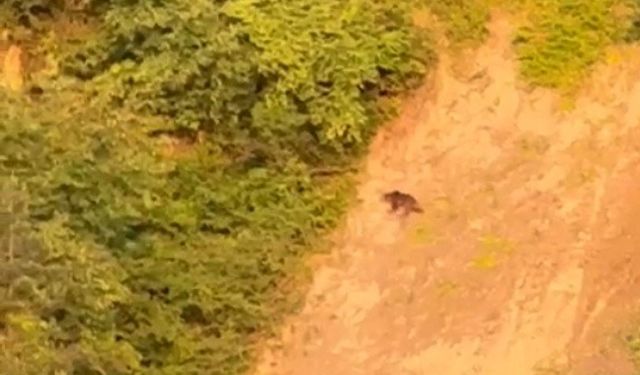 Sinop’ta ayı görüntülendi
