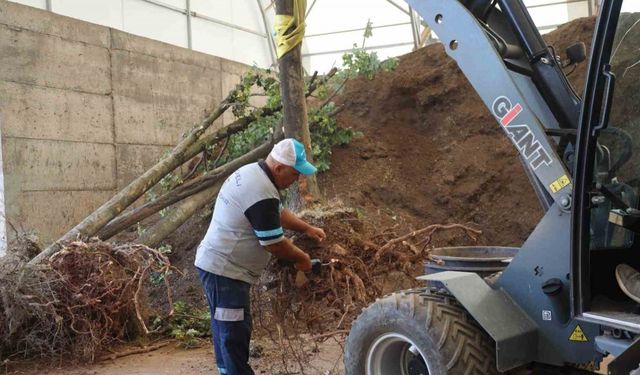 Sökülen ağaçlar korunuyor