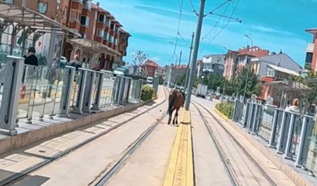 Tramvay rayları üzerindeki başı boş at şaşırttı