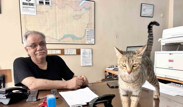 Yavrularını ağzıyla ofise taşıyan anne kedi yürekleri ısıttı