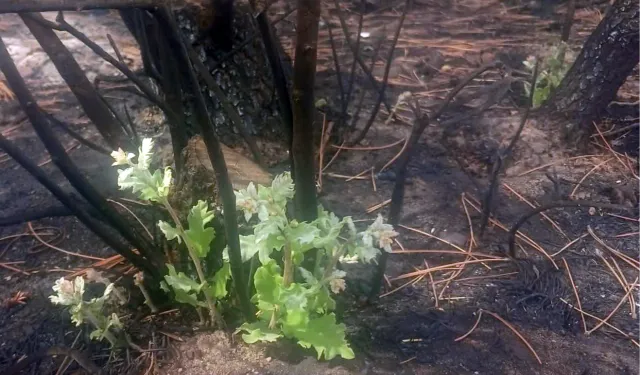 Enez’de yangın sonrası mucize!