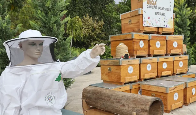 Muğla'da çam balı hasadı coşkuyla kutlandı