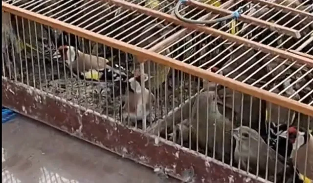 Bursa'da 79 kuş yeniden özgürlüğe kanat çırptı!