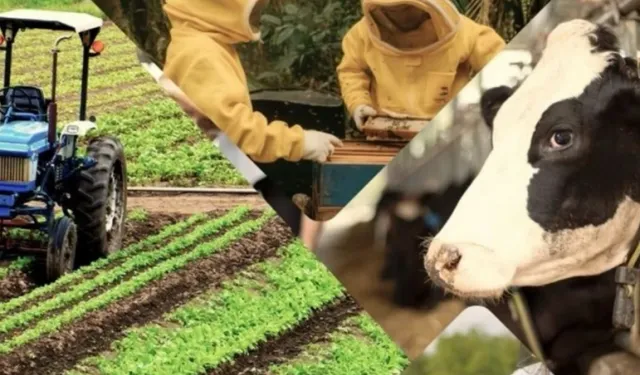 Çiftçiye 1,5 milyar TL destek hesaplarda