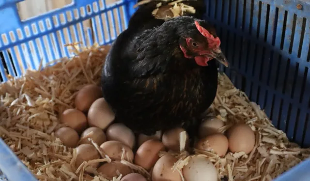 Kocaeli'de hibeli tavuk desteği üreticiye can suyu oldu