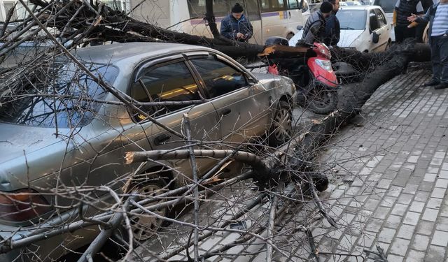 Lodos İnegöl'ü vurdu! Ağaçlar devrildi