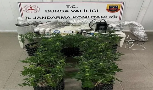 İnegöl'de evde esrar üretimine Jandarma baskını