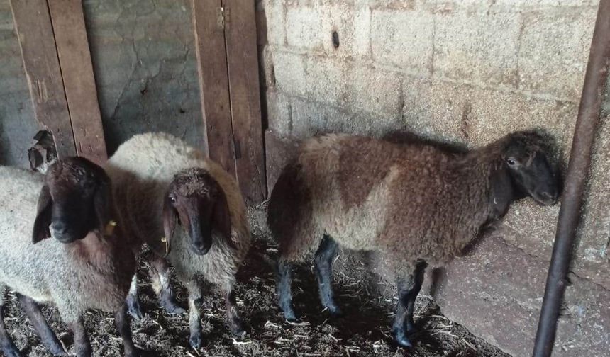 Ağıla giren başıboş köpekler 2 hayvanı telef etti