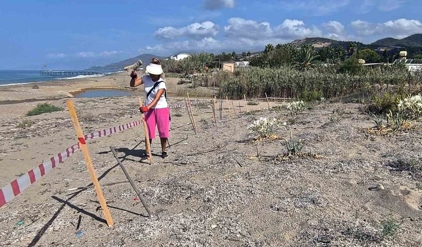 Alanya’da koparılması 387 bin TL ceza olan kum zambakları koruma altına alındı