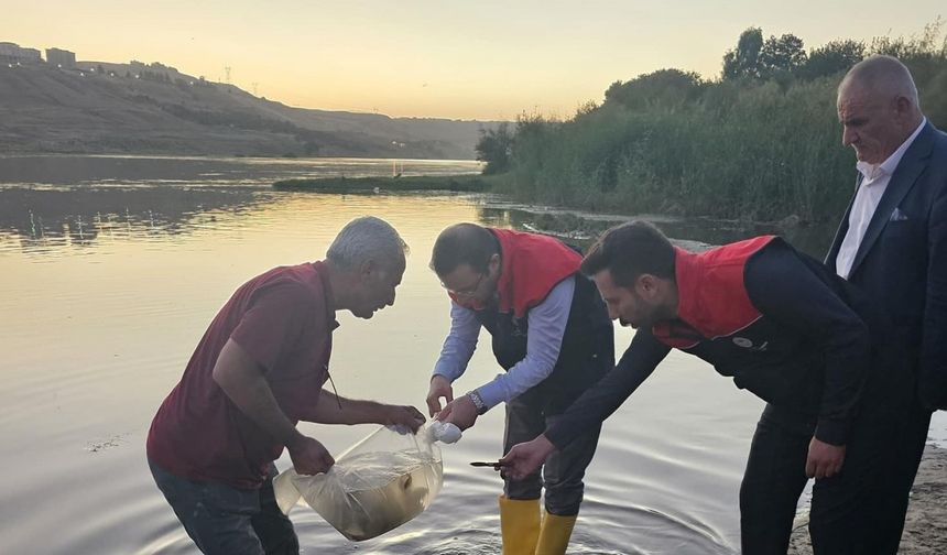 Cizre’de Dicle Nehrine 200 bin adet yavru sazan balığı bırakıldı