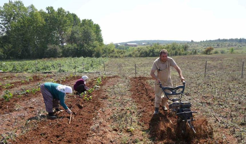 Deneme amaçlı böğürtlen dikti, şimdi siparişlere yetişemiyor