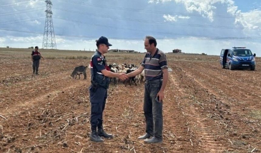 Kırklareli’nde kaybolan küçükbaş hayvanlar bulundu