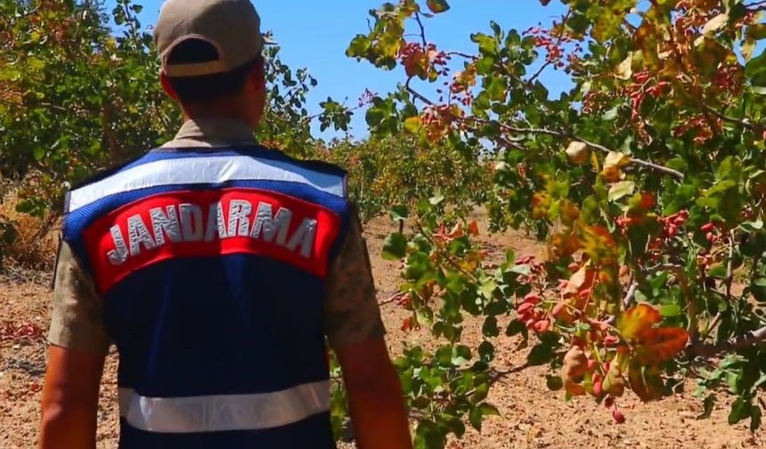 Siirt’te fıstık hırsızlığına karşı jandarmadan dronlarla koruma