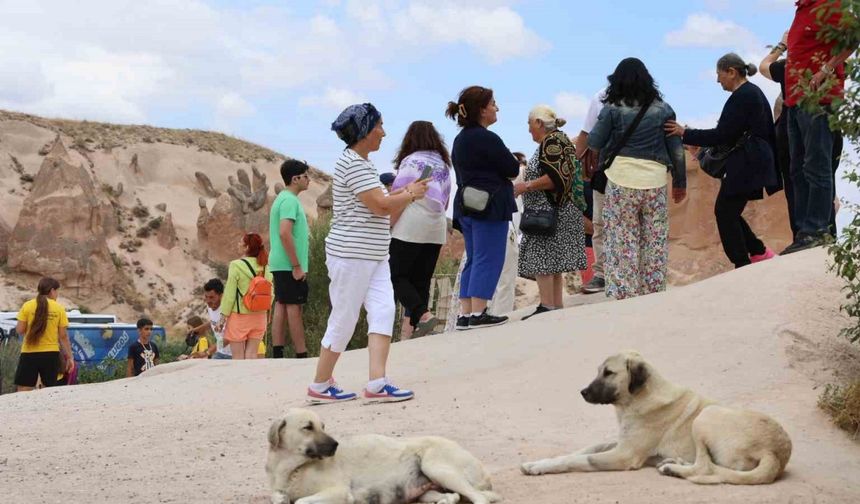 Sokak köpekleri turiste saldırdı