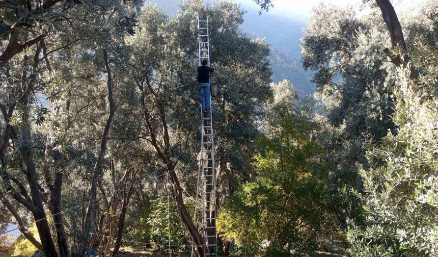 Artvin’de lezzet ödüllü Butko Zeytini’nin hasadı sürüyor