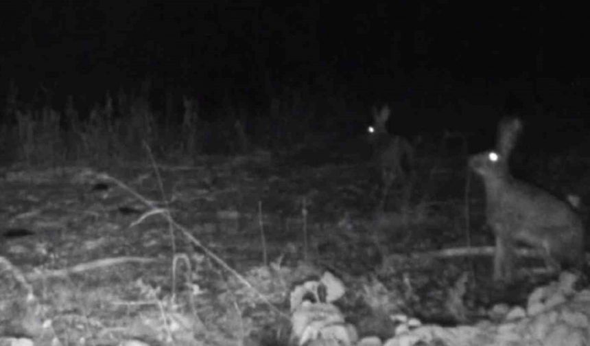 Bolu’da yaban hayatı fotokapanlara yansıdı