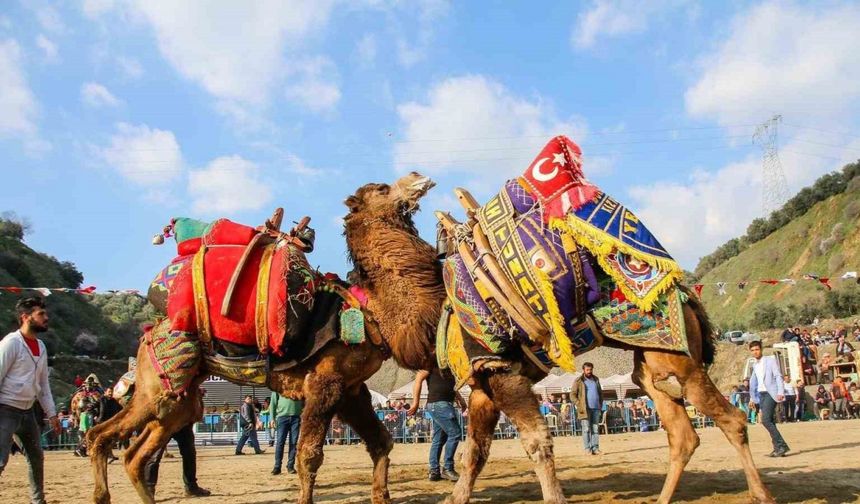 Kuyucak’ta deve güreşi şenlikleri yapılacak