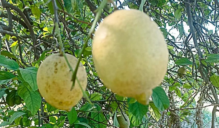 Ortaca’da limon ve greyfurt bahçelerinde incelemelerde bulunuldu