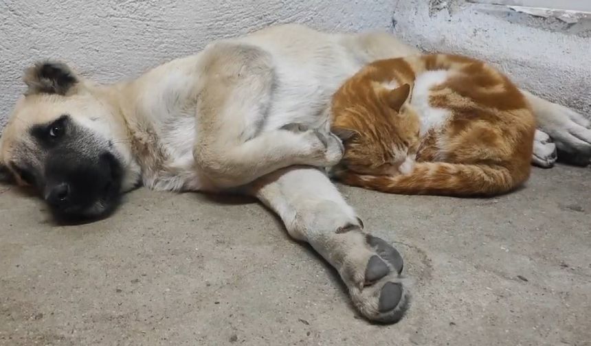 Tunceli’de kedi ve köpeklerin sevimliği dostluğu