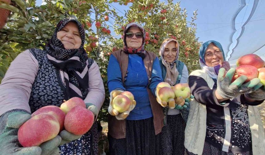 Türkiye’nin elma deposunda son hasat yapılıyor