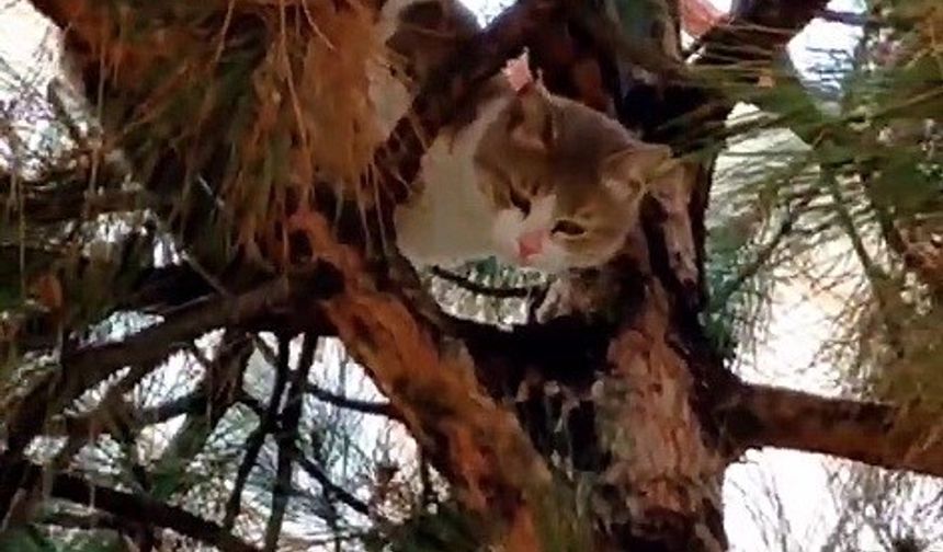 Ağaçta mahsur kalan kedi ekipler tarafından kurtarıldı