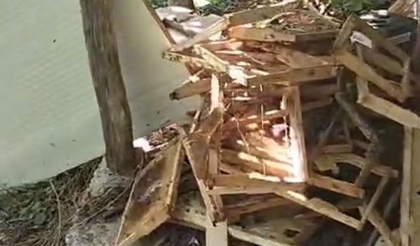 Rize’de ayı soğuk hava deposuna saldırdı
