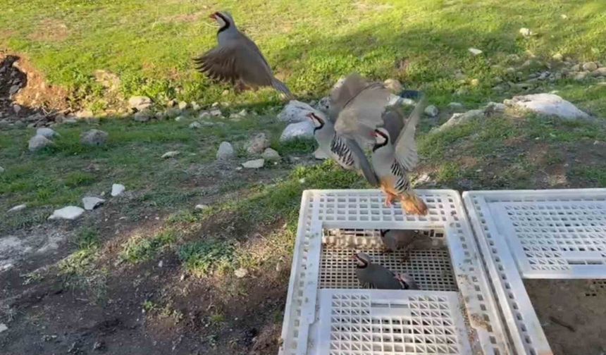 Yasa dışı avlanan kınalı keklikler doğaya salındı
