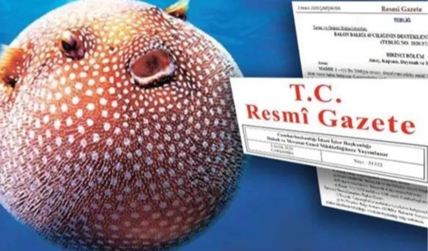 Balon Balığı avcılığı desteği artırıldı