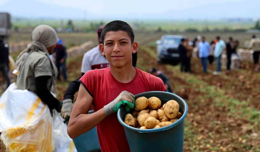 Adana’da patates hasadı başladı, tarlada kilogramı 22-24 lira