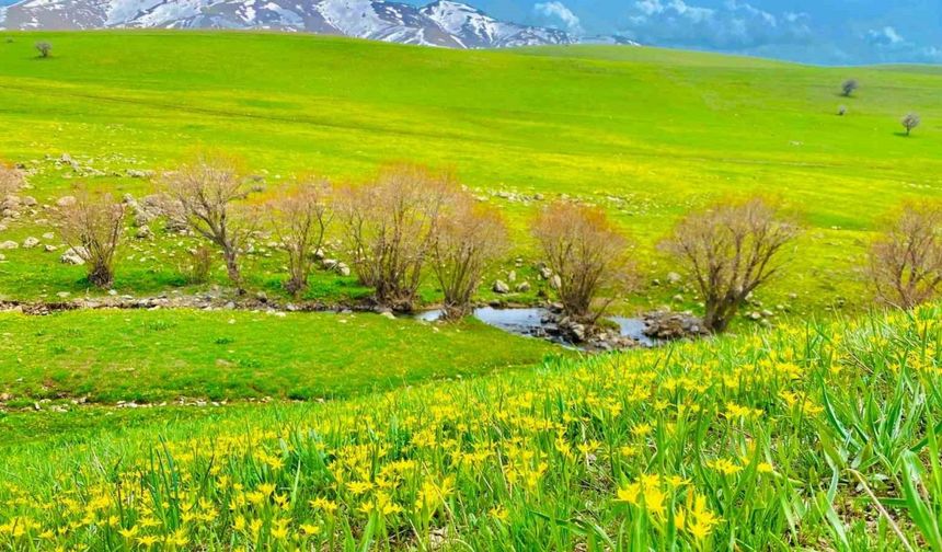 Ağrı’da doğanın renk cümbüşü göz kamaştırıyor