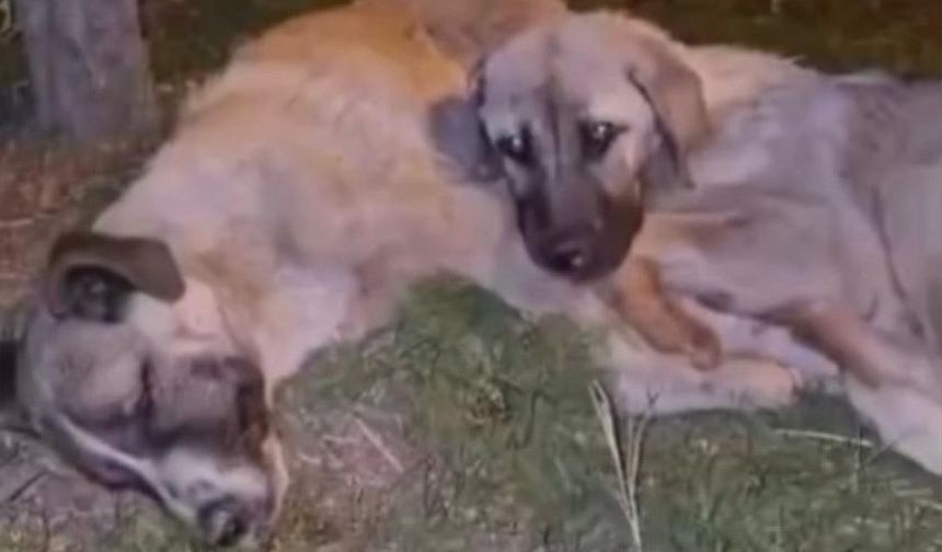 Annesi ölen yavru köpek sahipsiz kalmadı