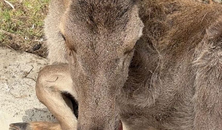 Bolu’da 3 ayda 15 yaban hayvanı tedavi edilerek doğaya salındı