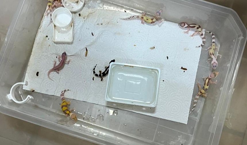 Bursa’da egzotik hayvan ticaretine darbe
